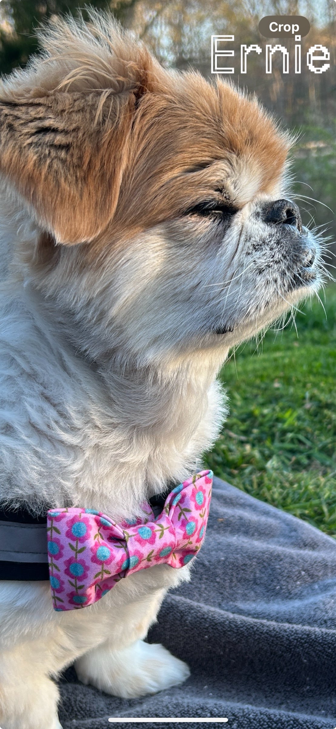 Pink/Aqua Flower Vines Dog Bow Tie - 1066
