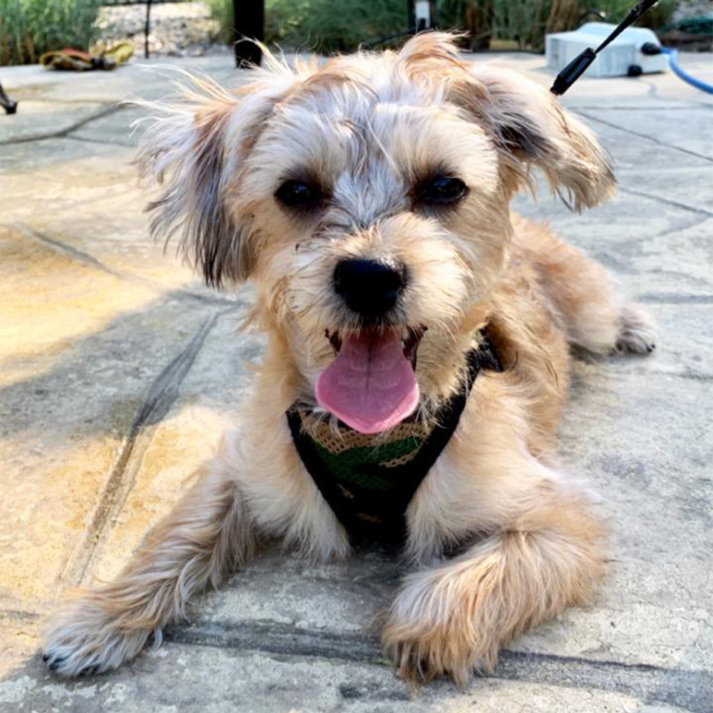Morkie dog laying down