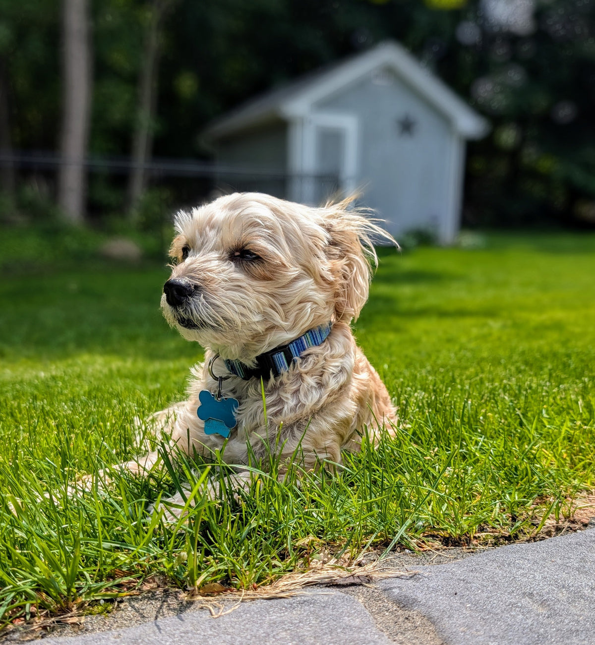 Small dog sitting on grass with a shed in the background