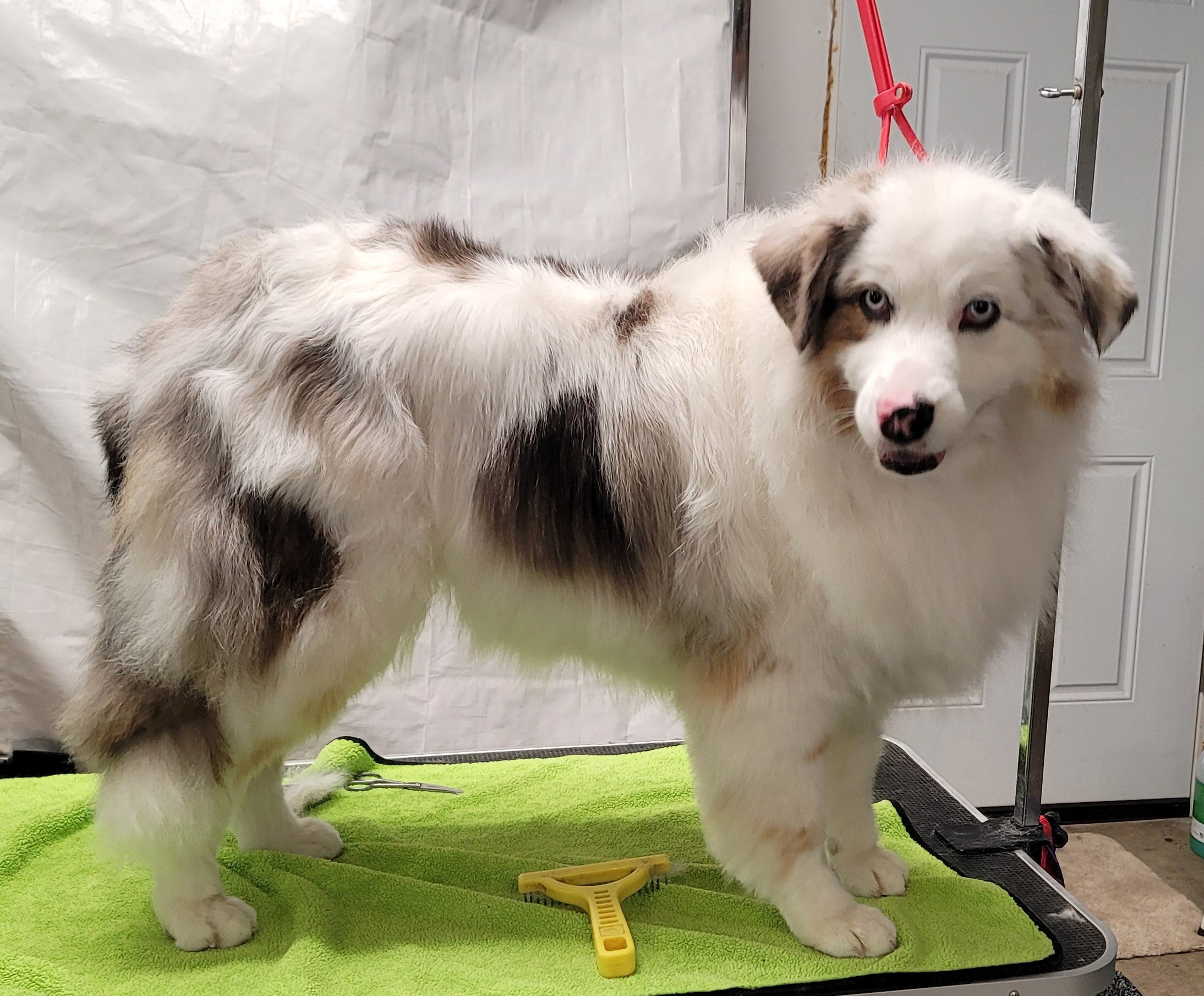 Grooming Rake: Long Rotating Stainless-Steel teeth easily collects loose hair! Less grooming pain for pups image 4