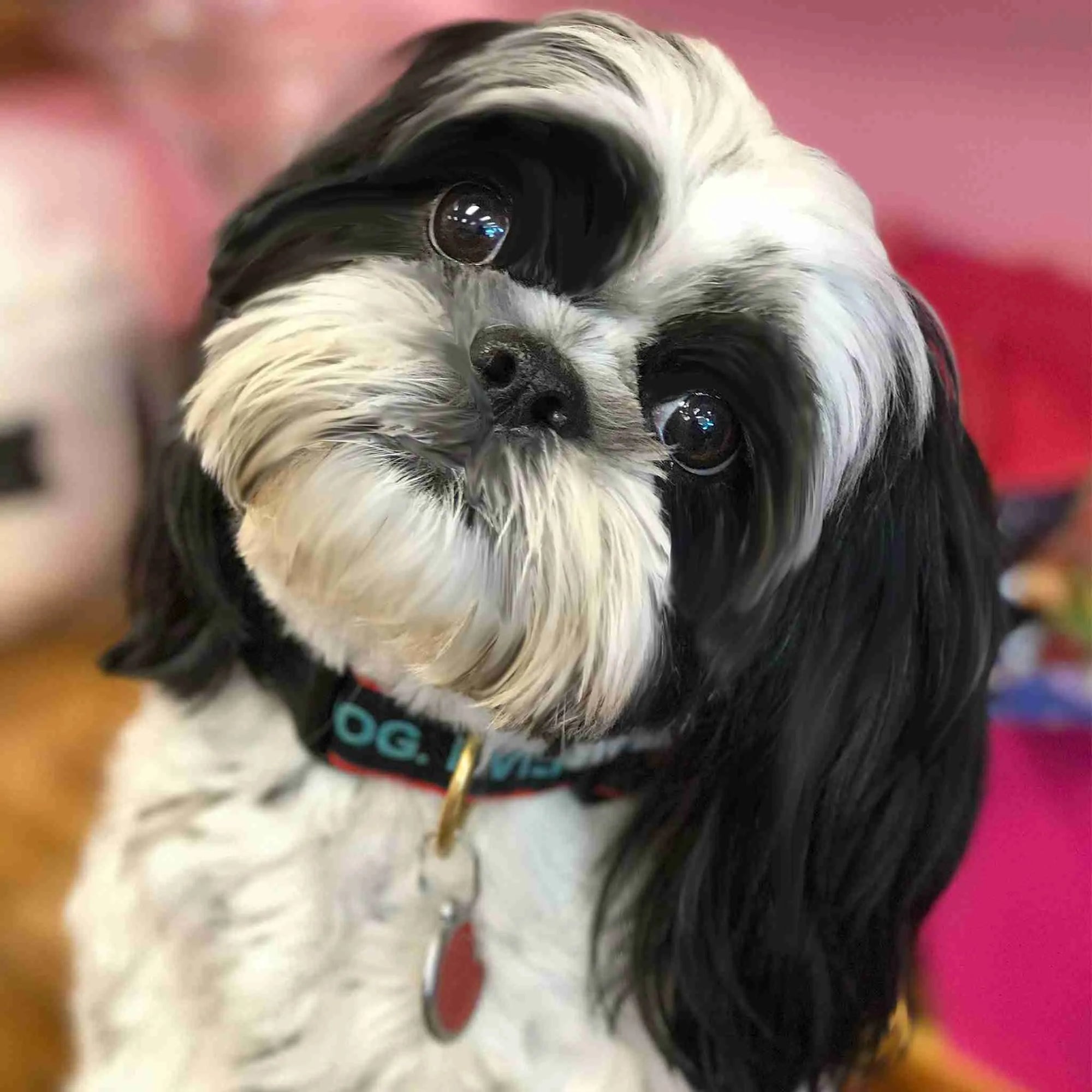 Dog wearing Best Dog Ever Dog Collar with black and red design