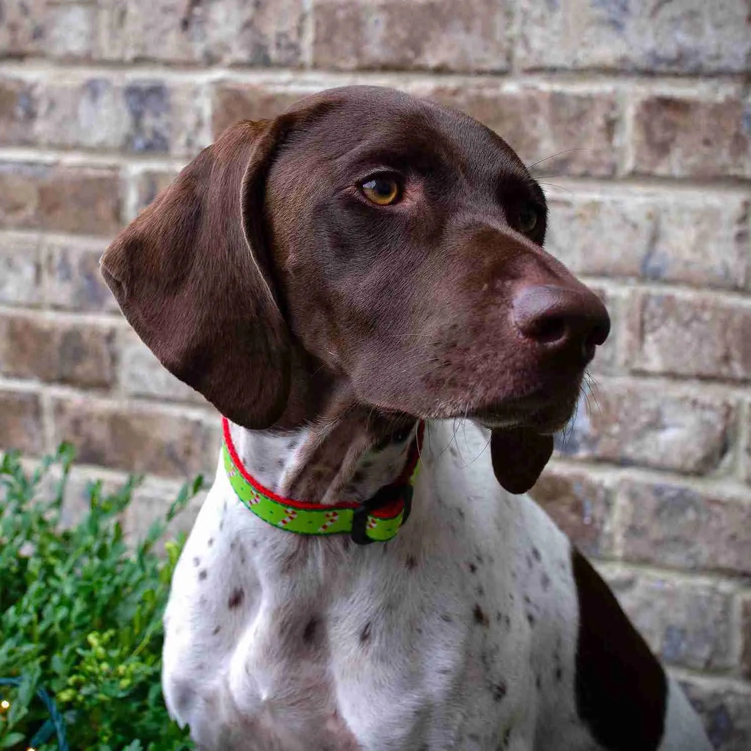 Dog wearing Candy Cane Dog Collar with festive holiday design