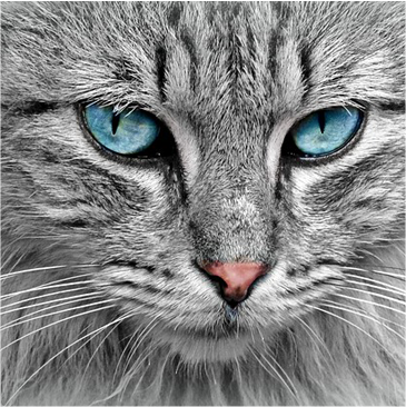 Close-up of a cat with blue eyes and gray fur