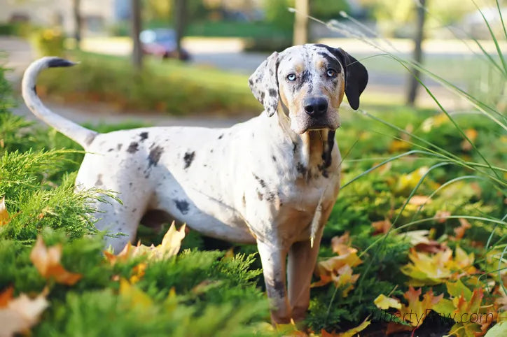 Catahoula Leopard Dog standing in autumn leaves — Rare Dog Breeds