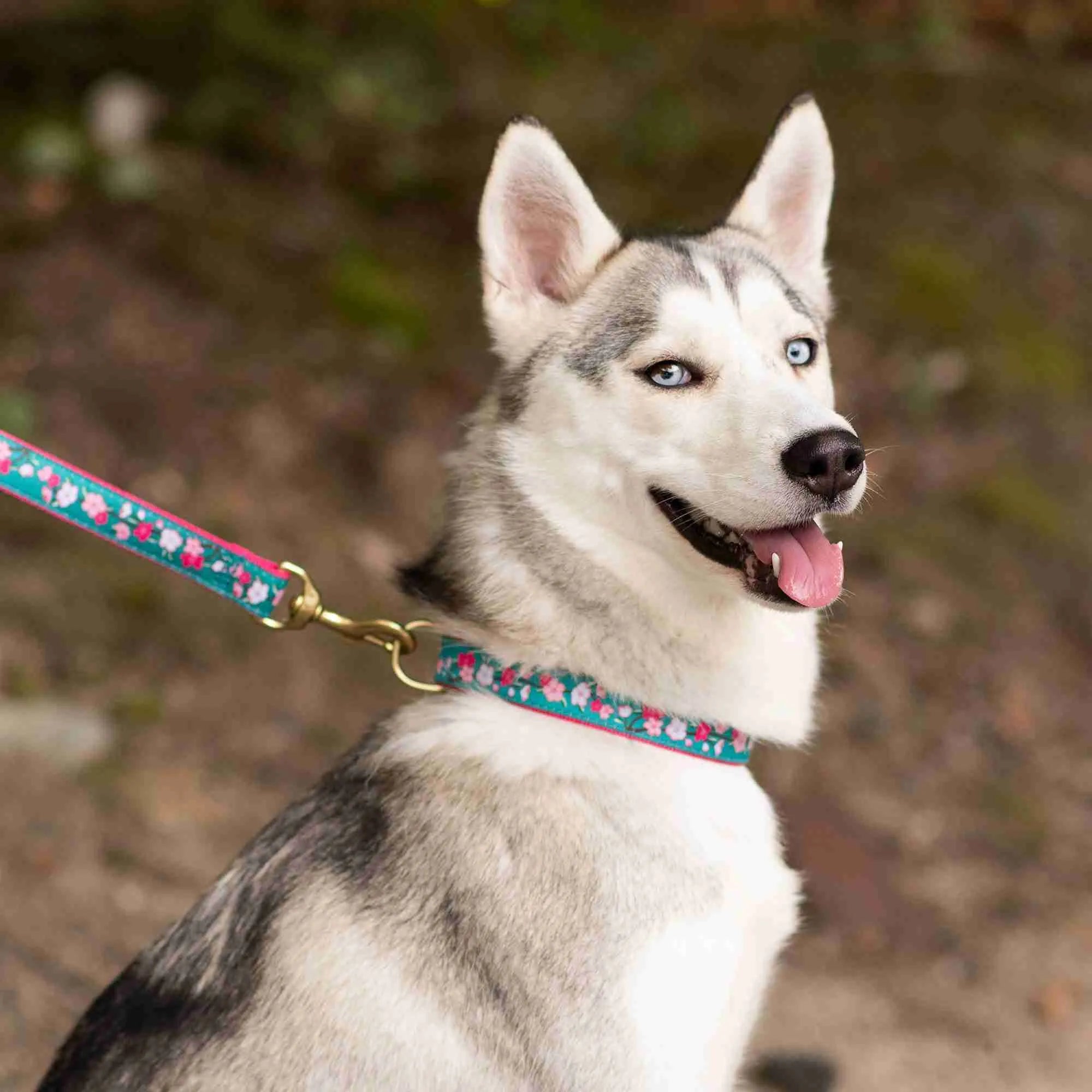 Husky wearing Cherry Blossoms Dog Collar with matching leash