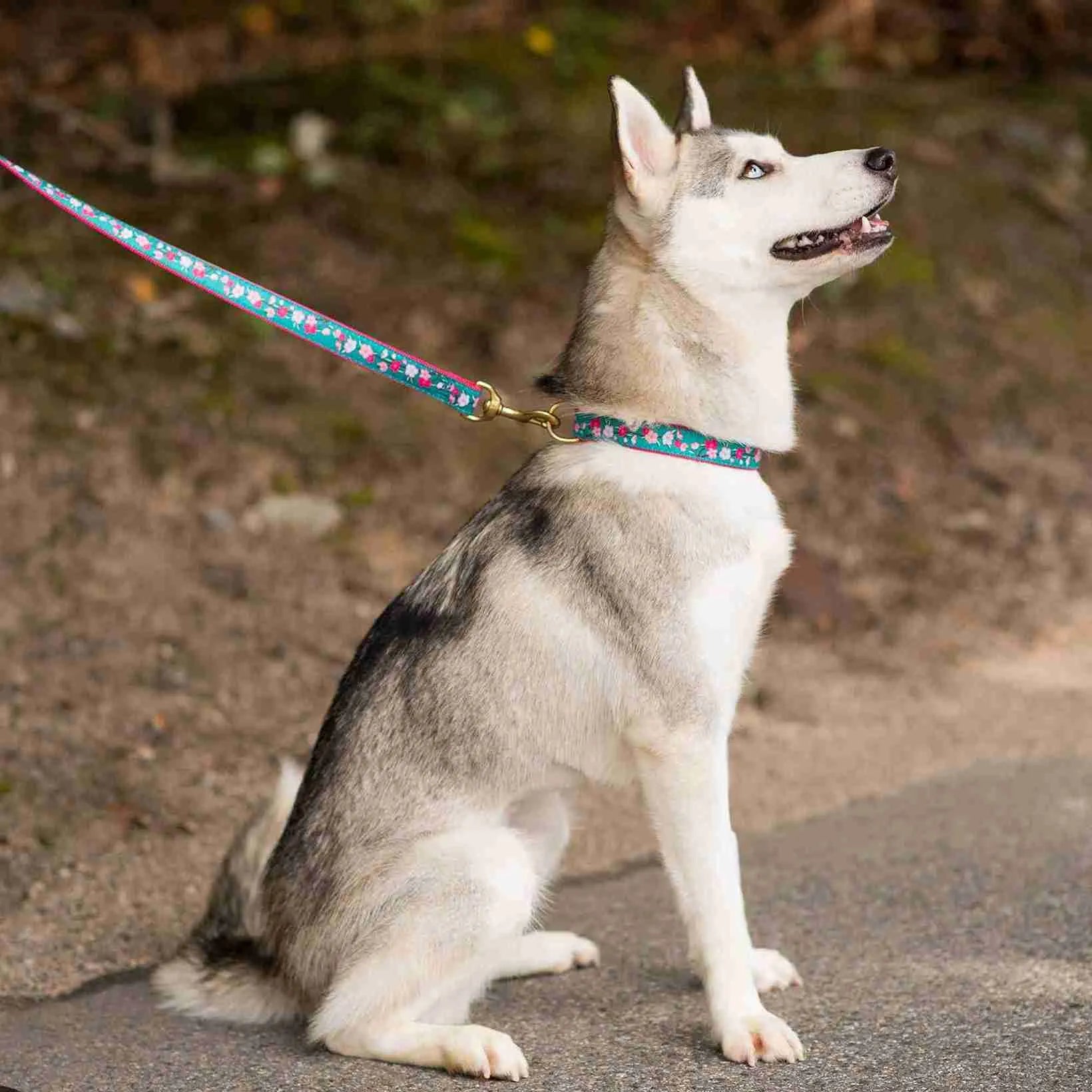 Husky wearing Cherry Blossoms dog collar and lead outdoors.