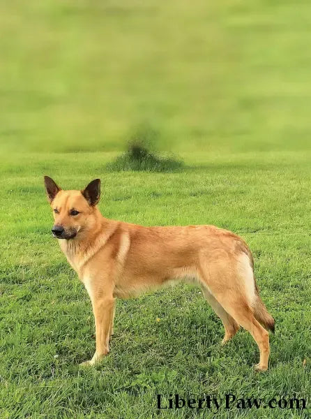 Tawny Chinook dog standing in a green grassy field looking to the side