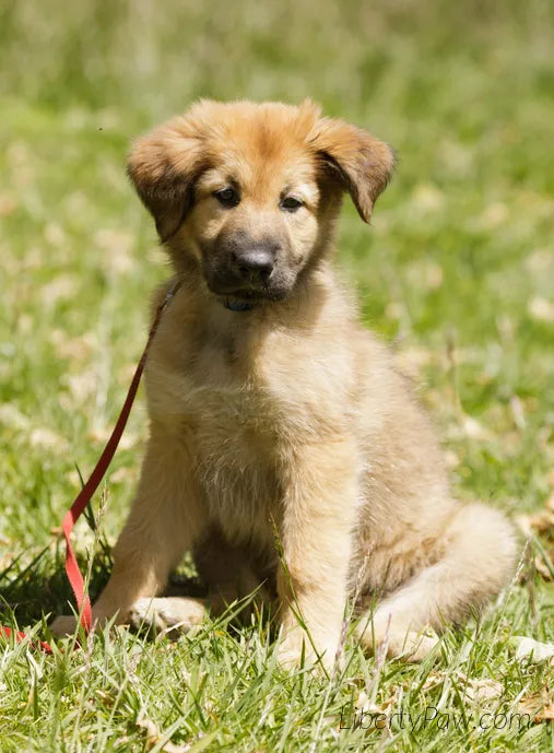 Chinook puppy sitting in grass looking at the camera