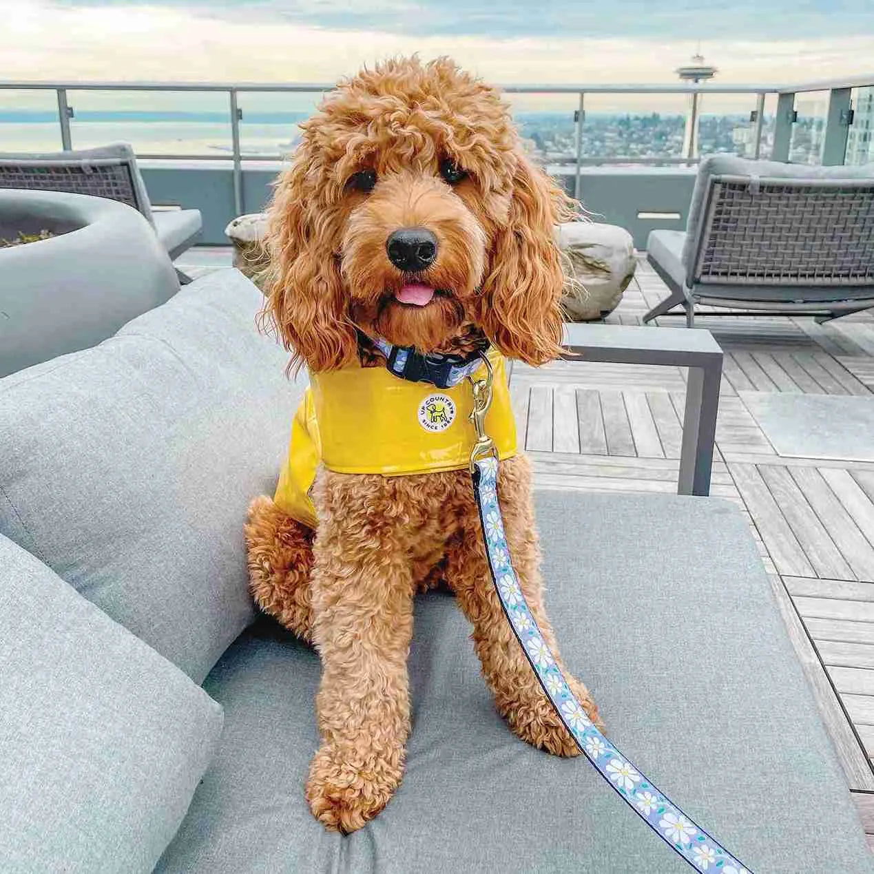 Dog wearing Liberty Paw Daisy Dog Collar with matching leash on rooftop patio