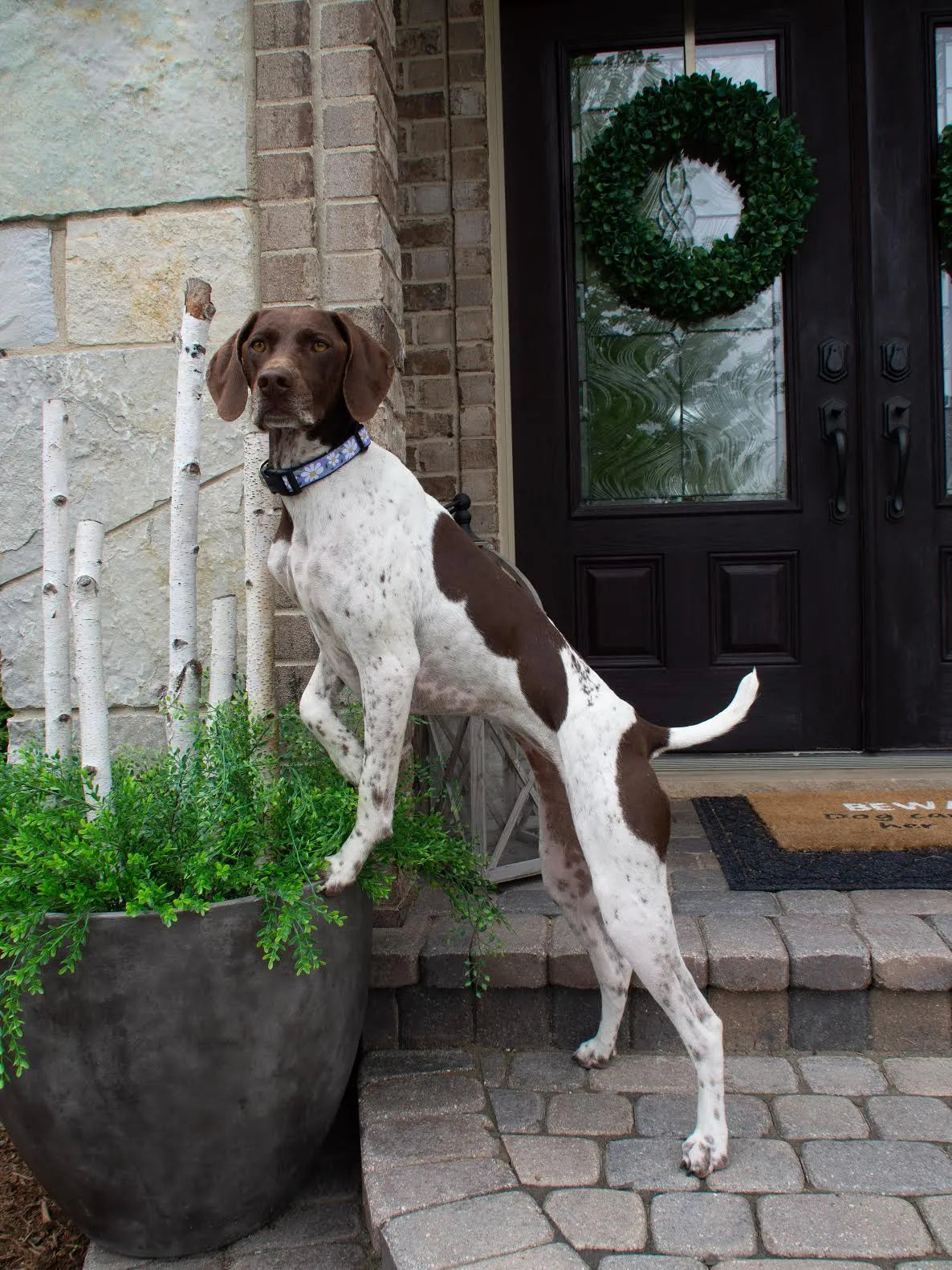 Dog wearing Liberty Paw Daisy Dog Collar outdoors by a front porch