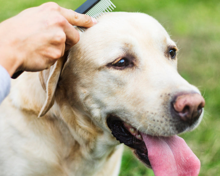 Pet Grooming Products