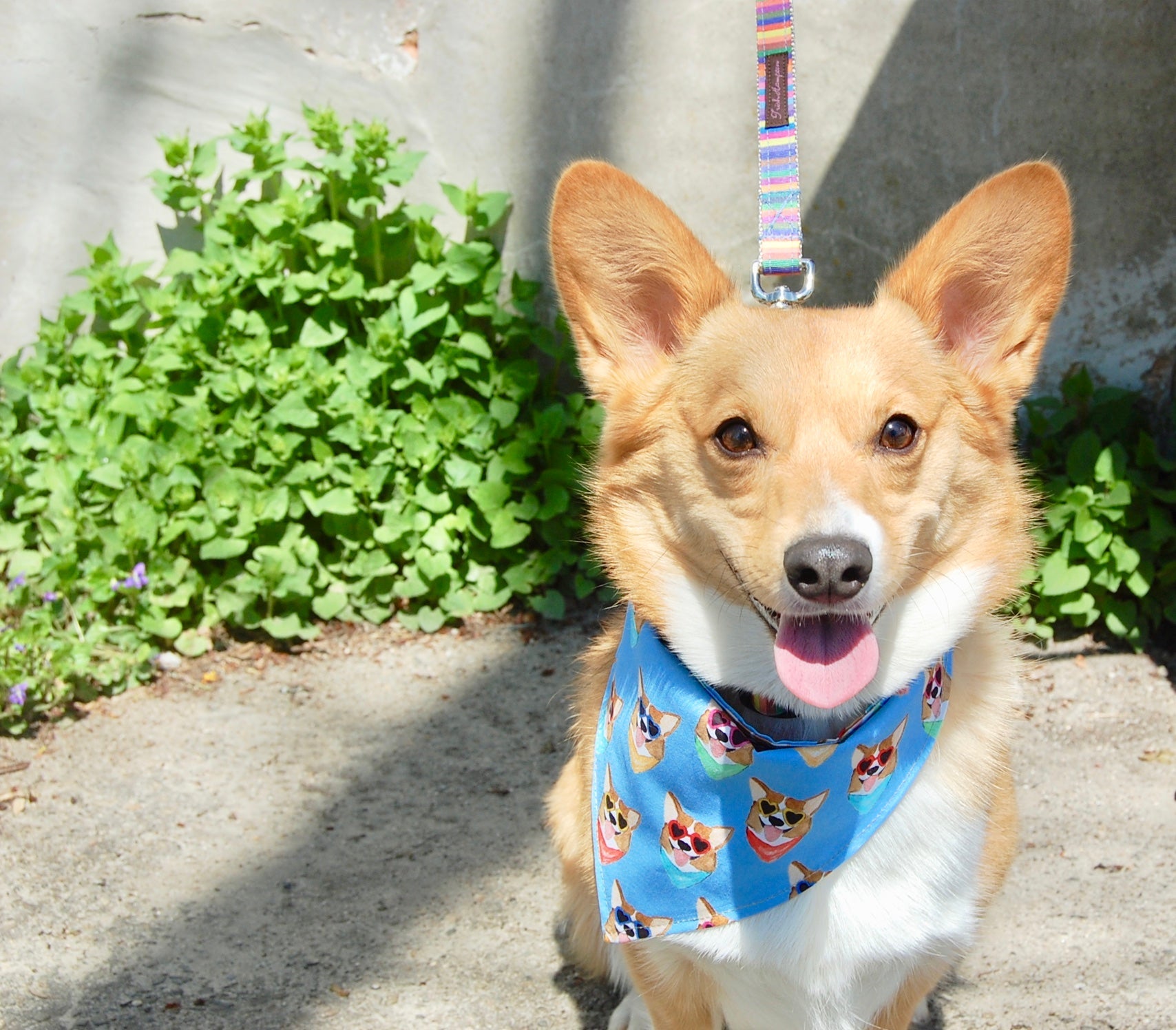 Corgis Dog Bandana - 1020