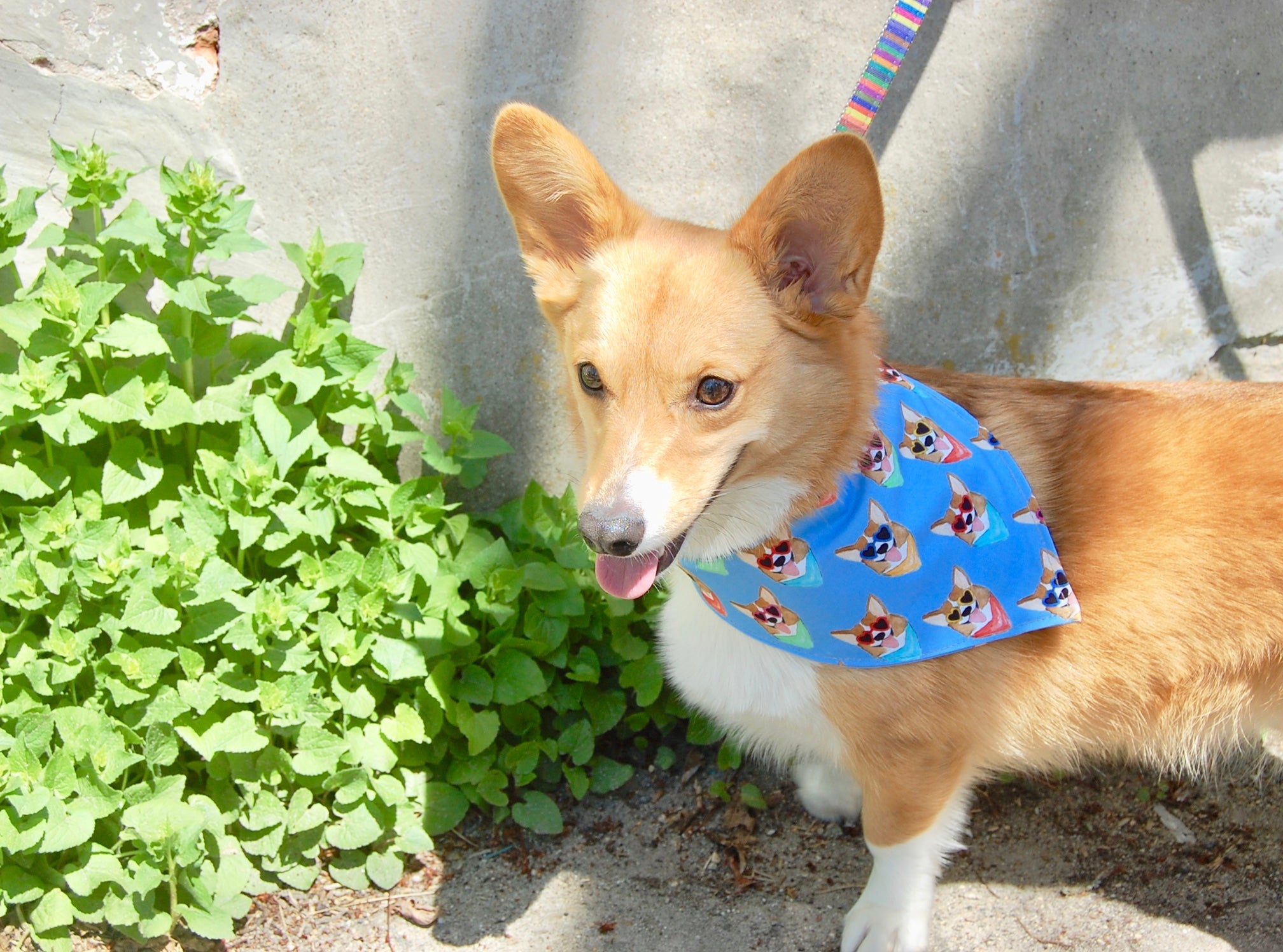 Corgis Dog Bandana - 1020