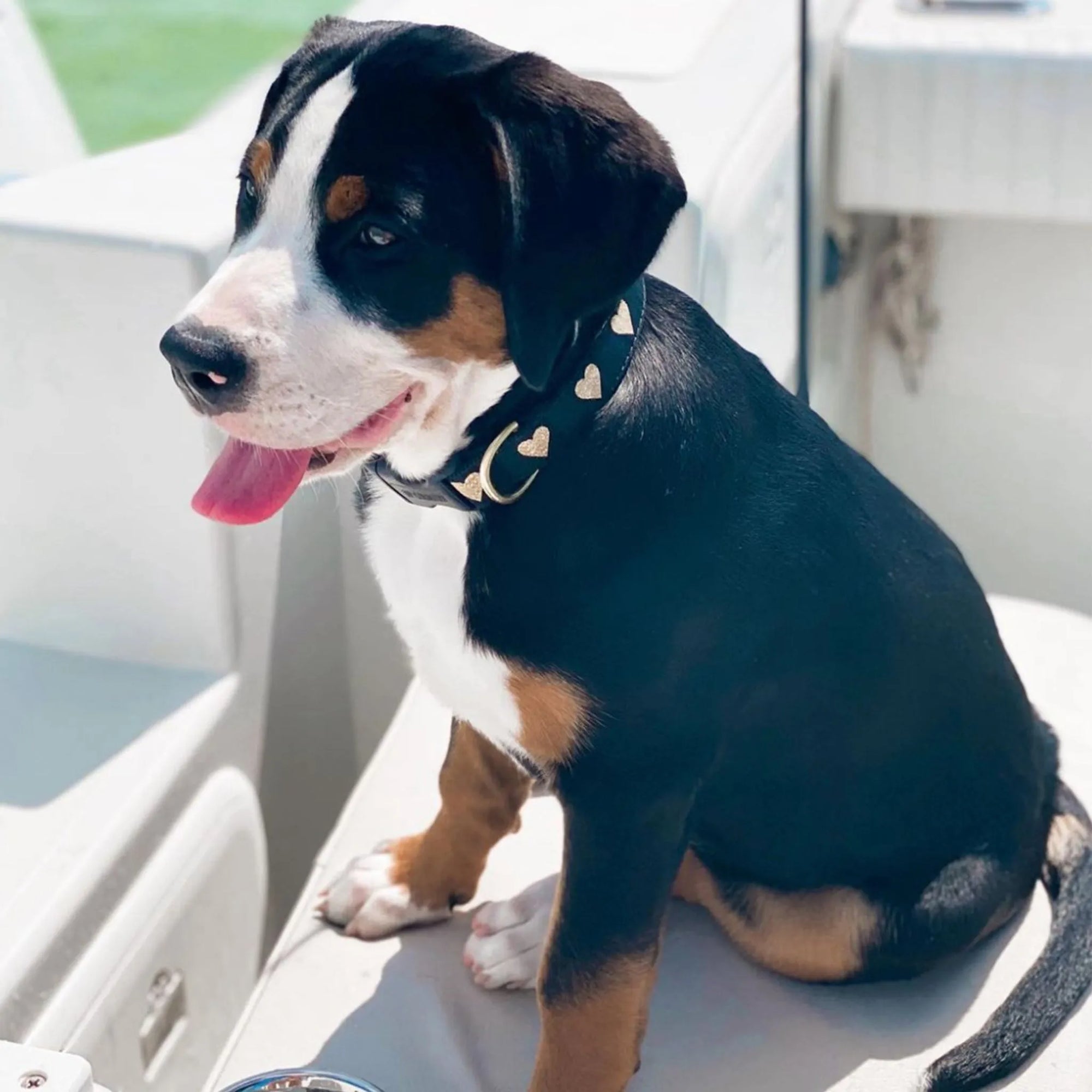 Dog wearing Liberty Paw Heart of Gold Dog Collar with gold heart accents