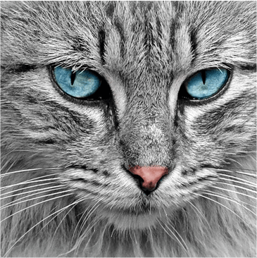 LIBERTY PAW  5" Cat Comb