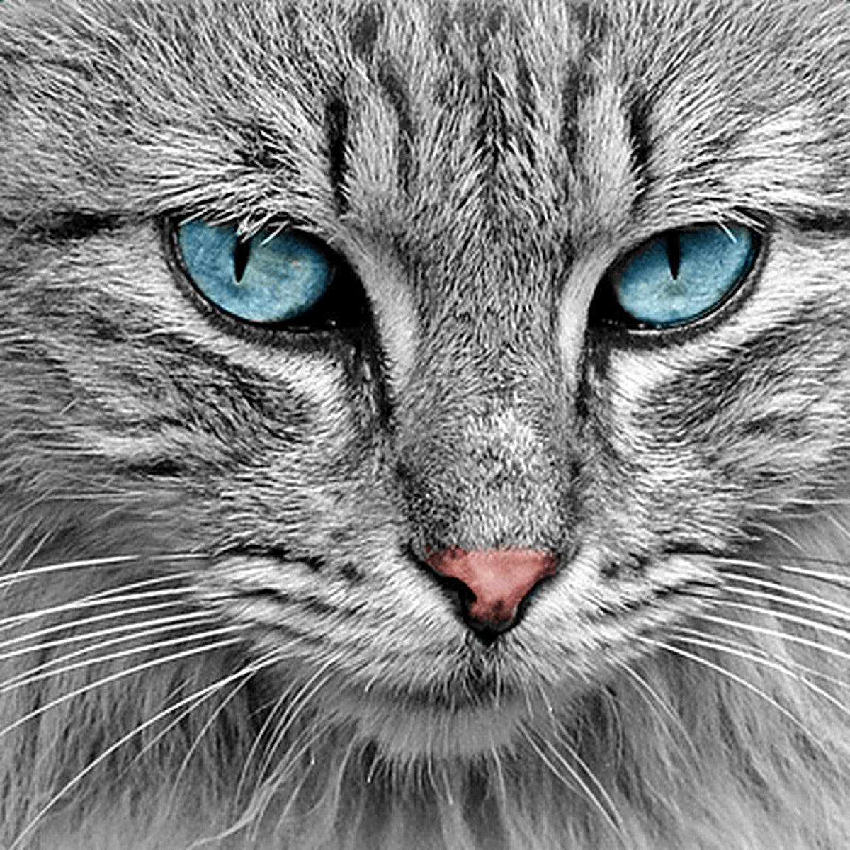 Close-up of a gray tabby cat face with bright blue eyes and white whiskers