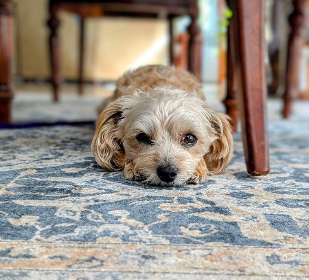 LIBERTY PAW LibertyPaw Canine Calm