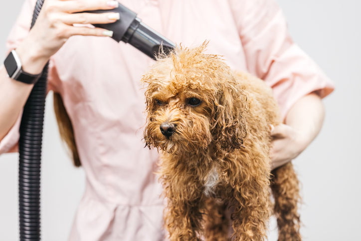 Groomer drying a wet apricot poodle puppy with a handheld dryer nozzle on a grooming table