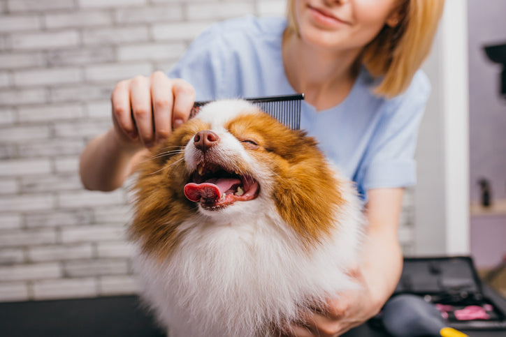 Groomer combing the long coat of a happy Pomeranian