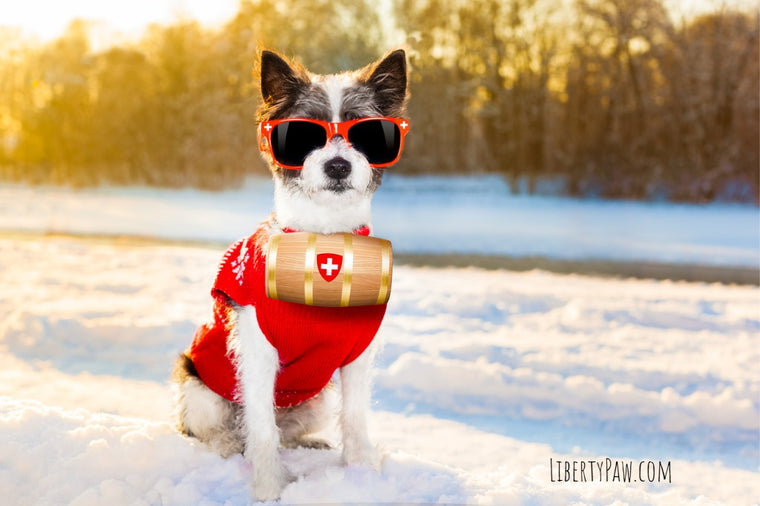 Small dog wearing red sunglasses and a red sweater sitting in the snow