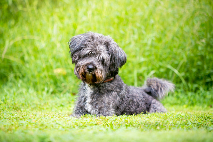 Shaggy gray mixed breed dog lying in green grass
