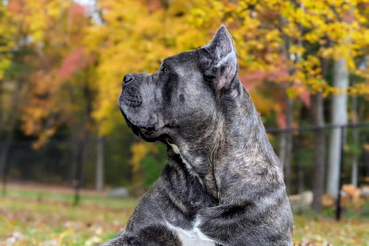 Brindle Cane Corso sitting in the grass in profile with autumn foliage behind him