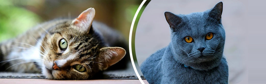 A tabby cat lying on its side next to a blue-gray cat with orange eyes