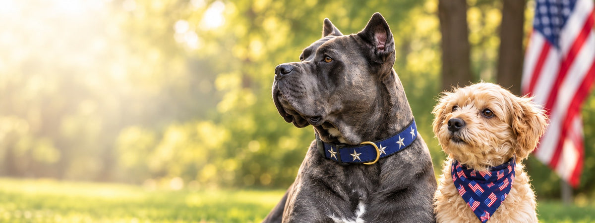 Max, a Cane Corso in a navy star collar, and Winston, a Morkie in an American-flag bandana, sitting outdoors