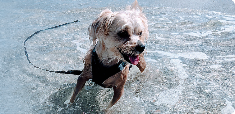 Small dog on a leash in shallow water