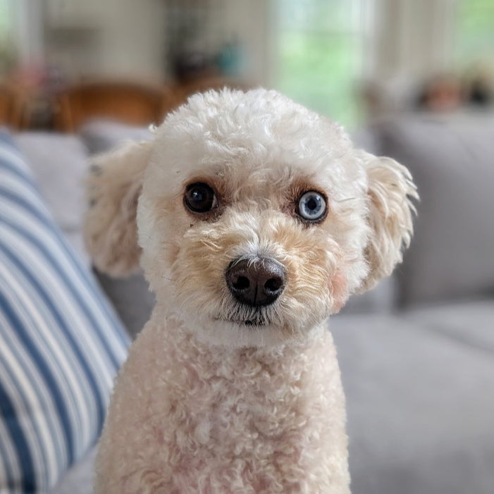 My Store Paxton Leash - 25-75 lbs - Made in USA