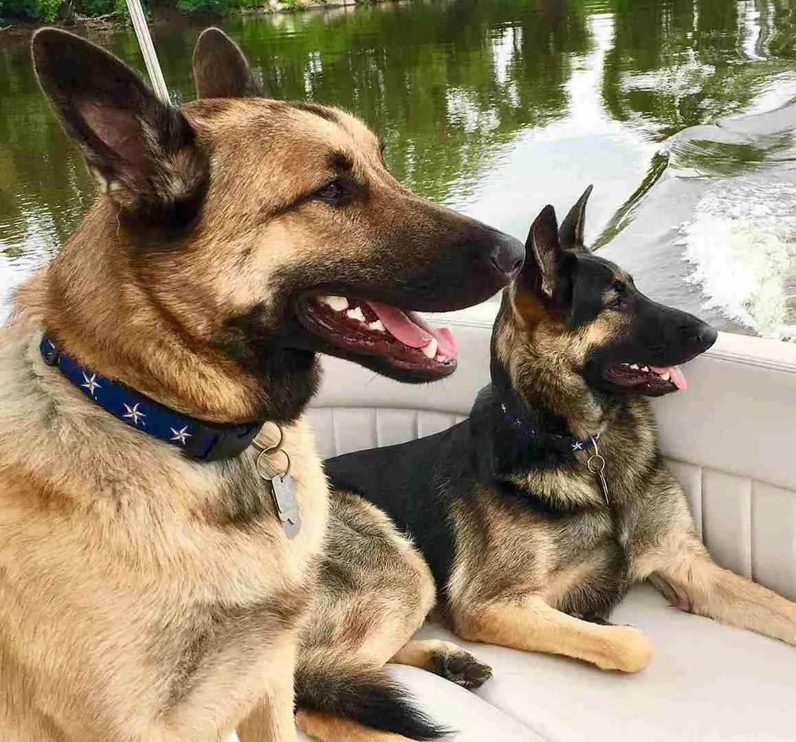 German Shepherd dogs wearing Liberty Paw North Star Dog Collar on a boat