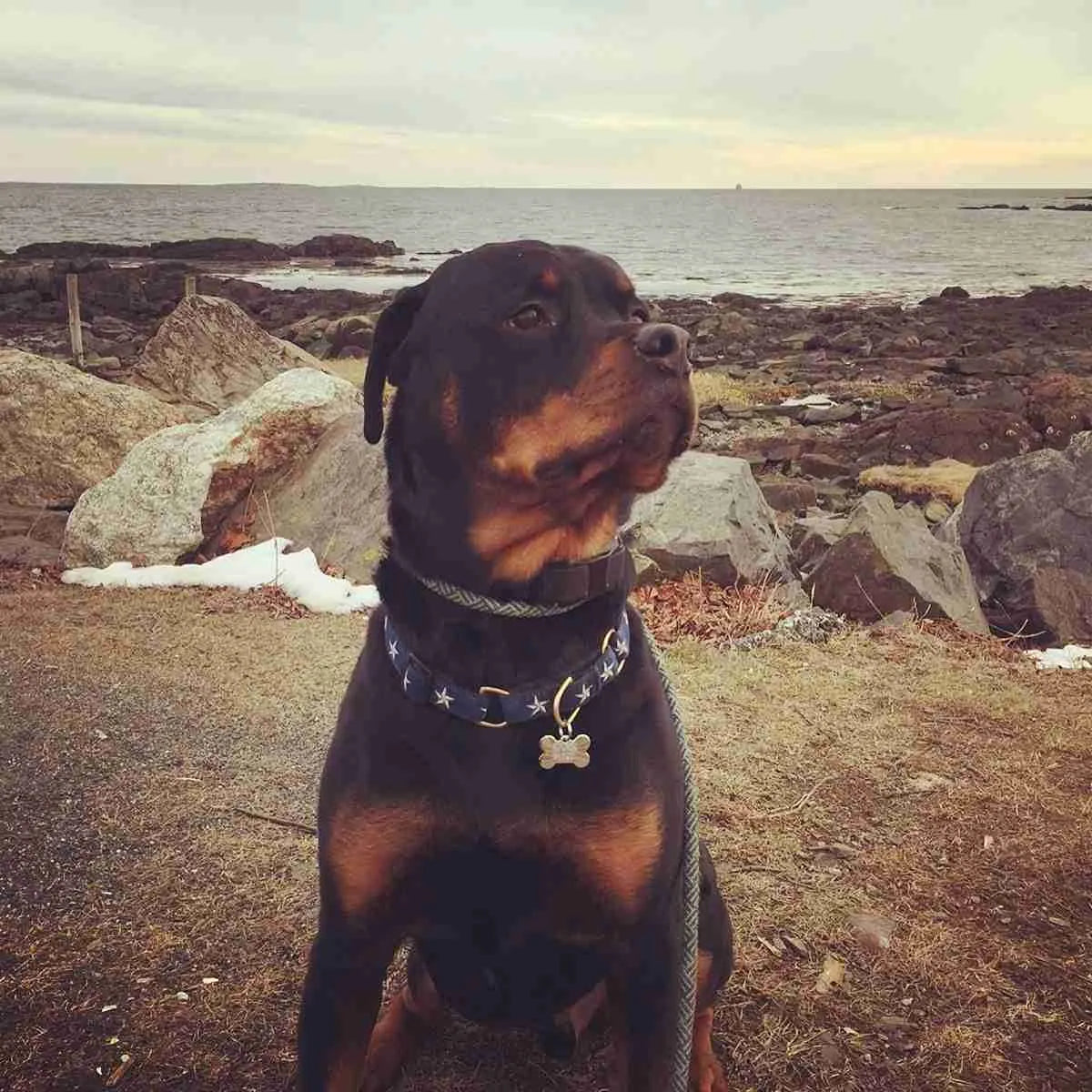 Rottweiler wearing Liberty Paw North Star Dog Collar by the seaside
