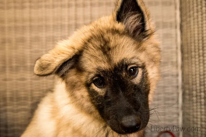 Norwegian Lundehund puppy with tilted head looking at the camera