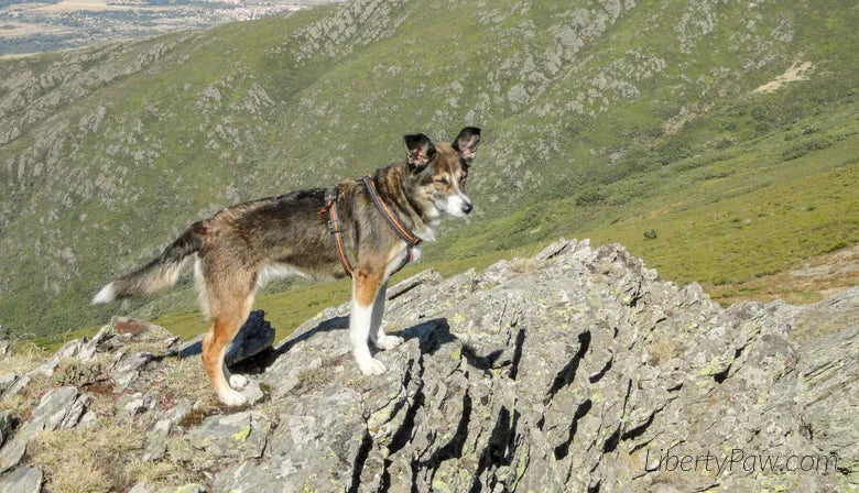 Norwegian Lundehund standing on a rocky mountain ridge wearing a harness
