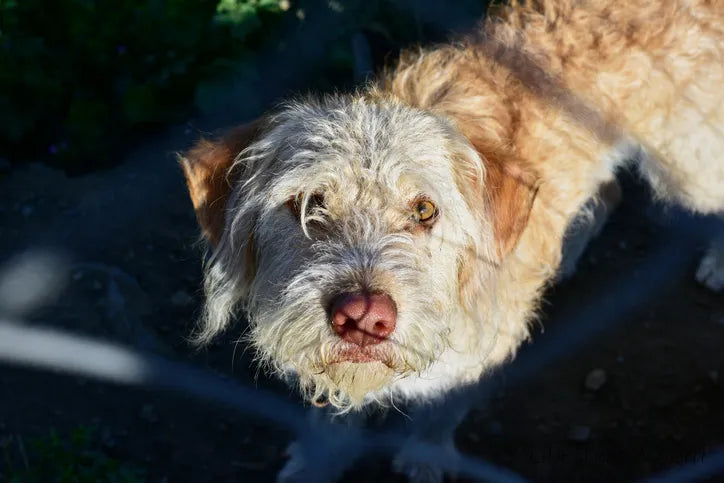 Close-up of a shaggy Otterhound looking up at the camera behind a wire fence