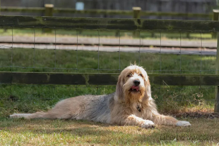 Shaggy tan and gray Otterhound lying on grass in front of a wooden fence with its tongue out