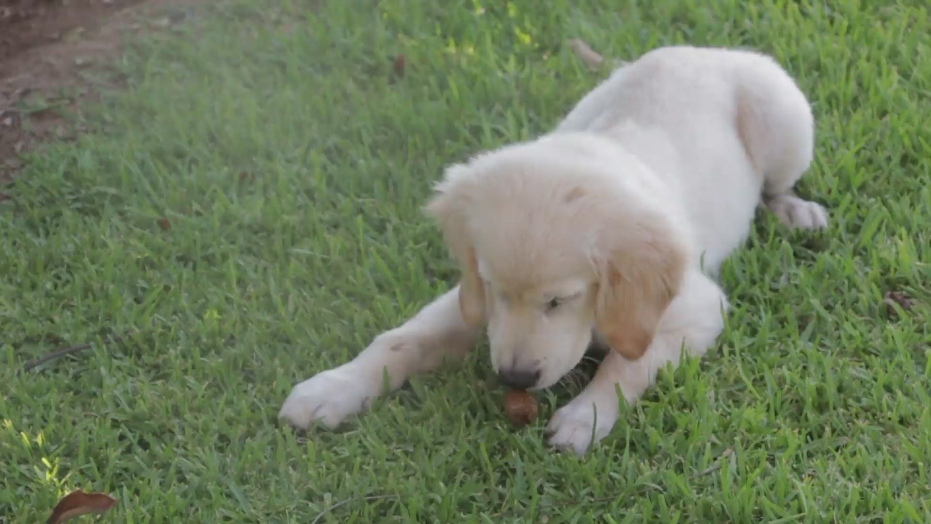 dog_eating_grass