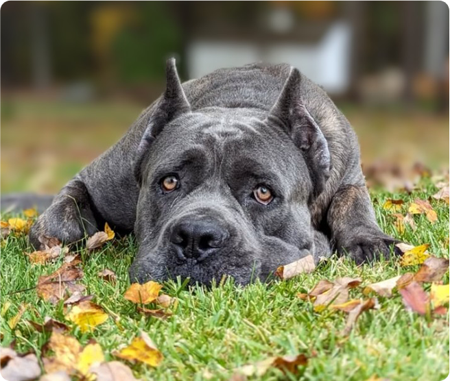 Max on grass