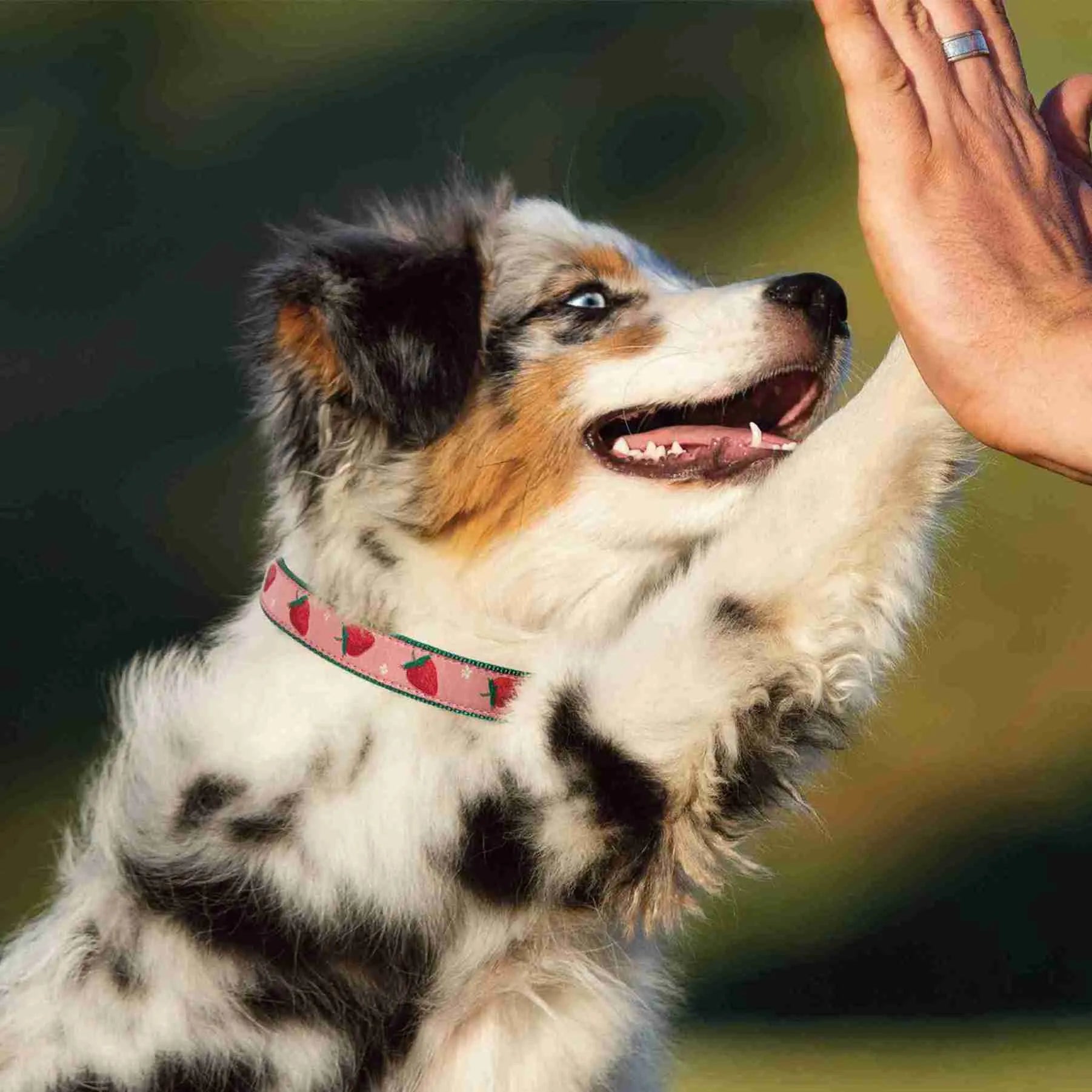 Dog wearing Strawberry Fields Dog Collar giving a high five