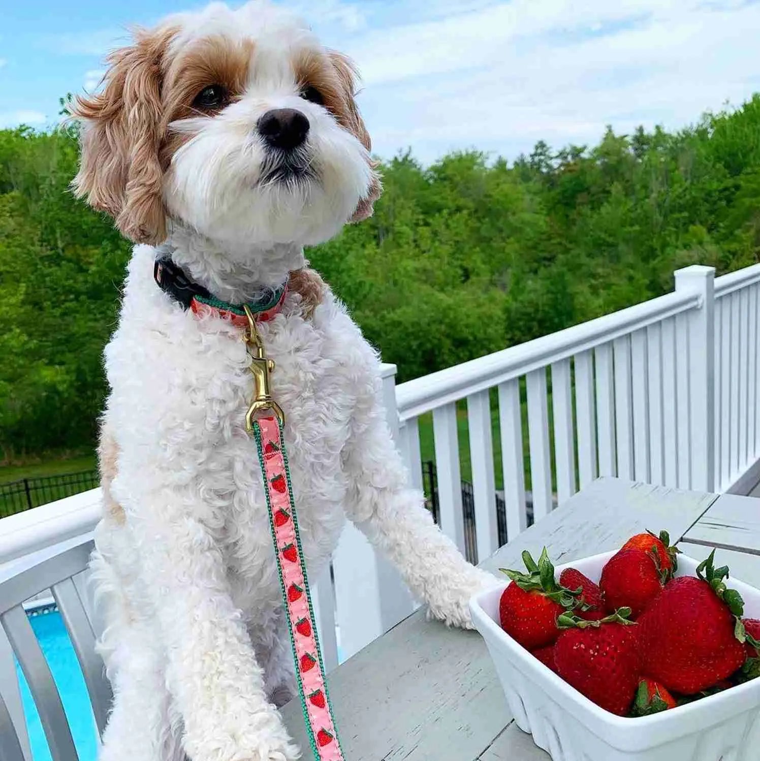 Dog wearing Strawberry Fields Dog Collar sitting by strawberries