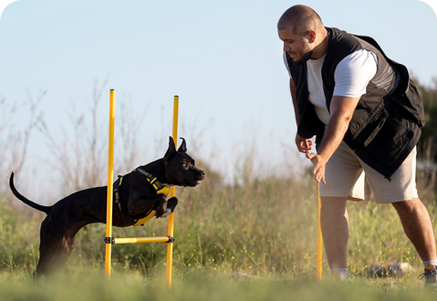 Man training a dog on an agility course in an open field