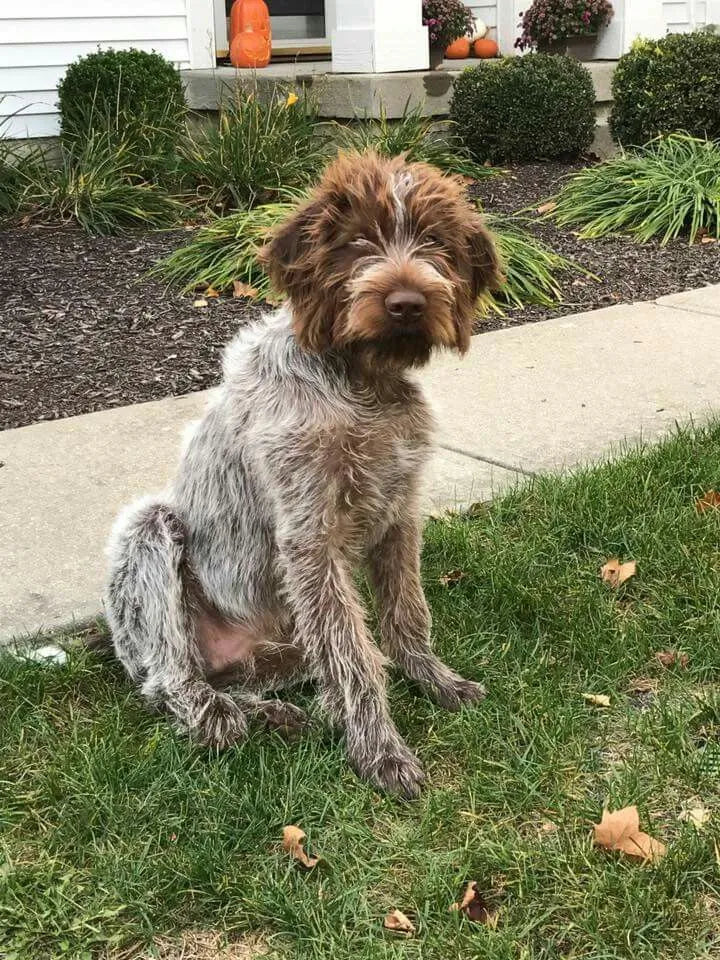 Shaggy brown and gray wirehaired dog sitting on a lawn in front of a house with fall decorations