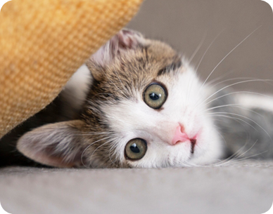 Untangler grooming White Sheen Small Pet Brush- 40 Teeth