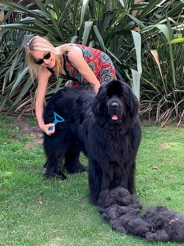 Woman brushing a large black Newfoundland dog in a garden with a pile of removed fur on the grass