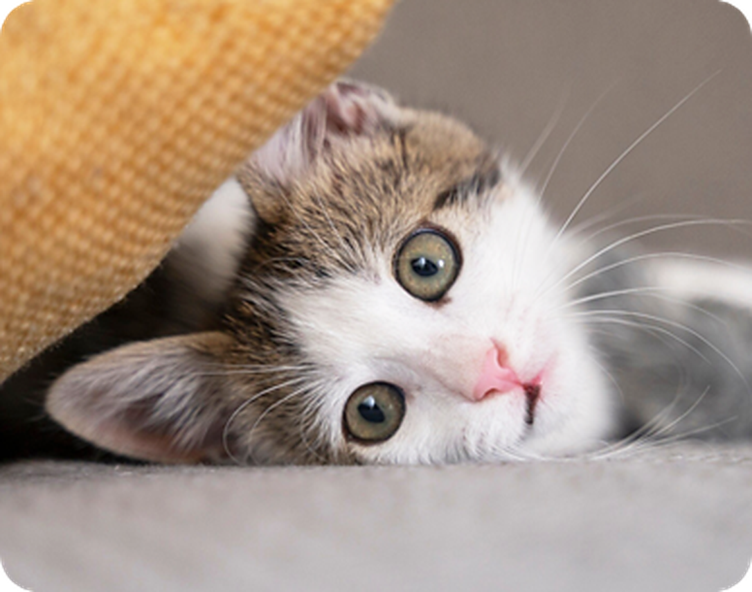 Tabby and white kitten lying on its side on gray carpet next to a mustard yellow cushion