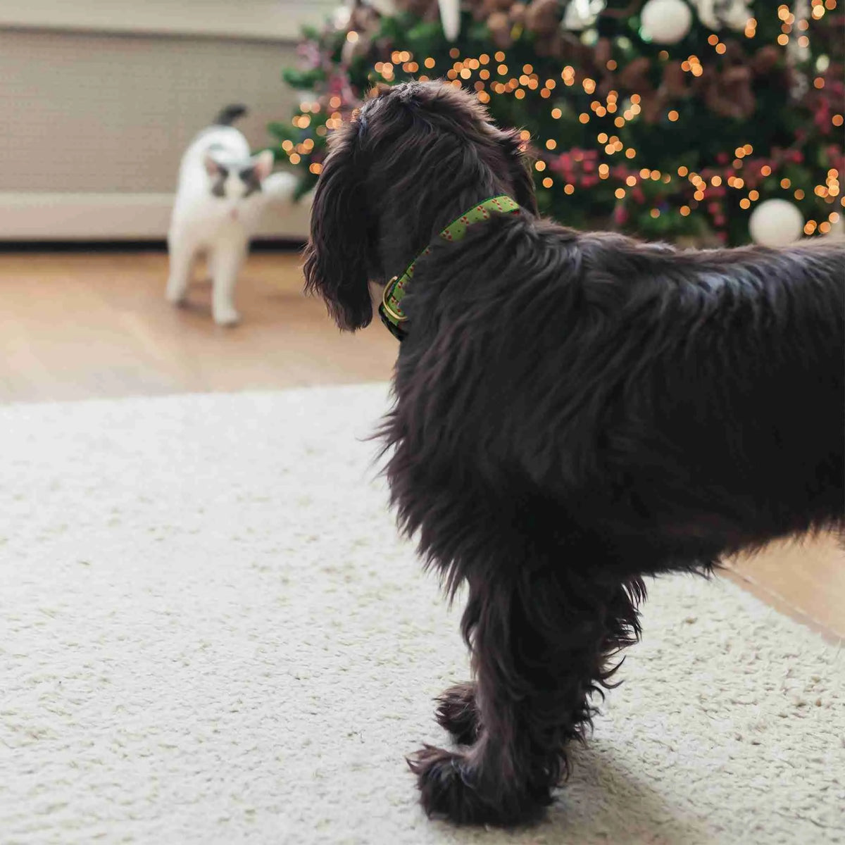 Black scruffy dog wearing a green collar watching a cat by a lit Christmas tree