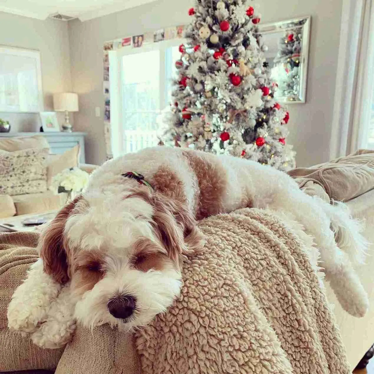 Fluffy white and tan dog napping on a couch in front of a flocked Christmas tree with red ornaments