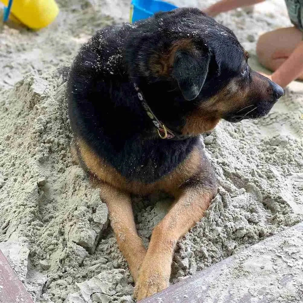 Black and tan dog wearing a donut print collar lying in the sand at a beach