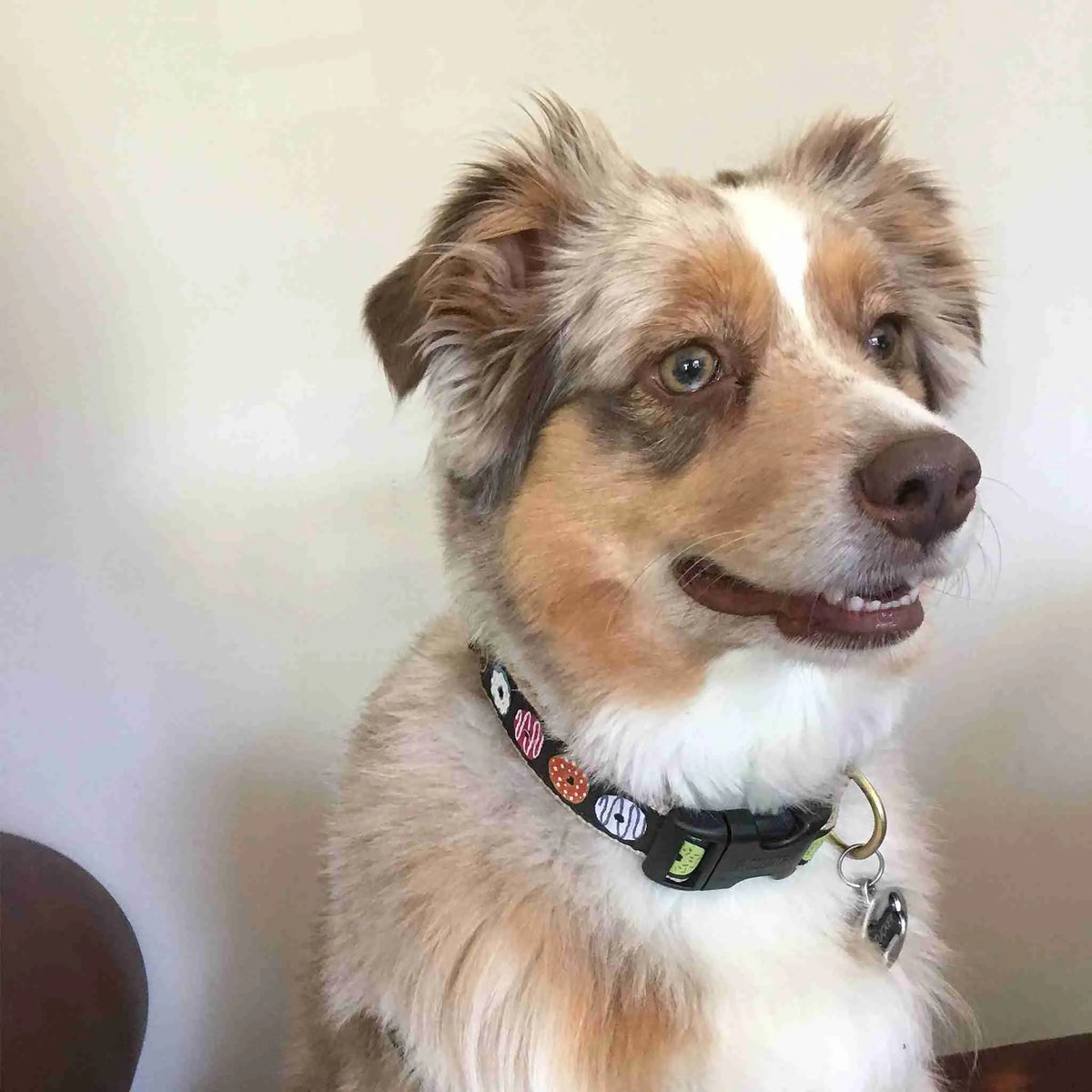 Australian shepherd wearing a black collar with colorful donut print, looking to the side indoors