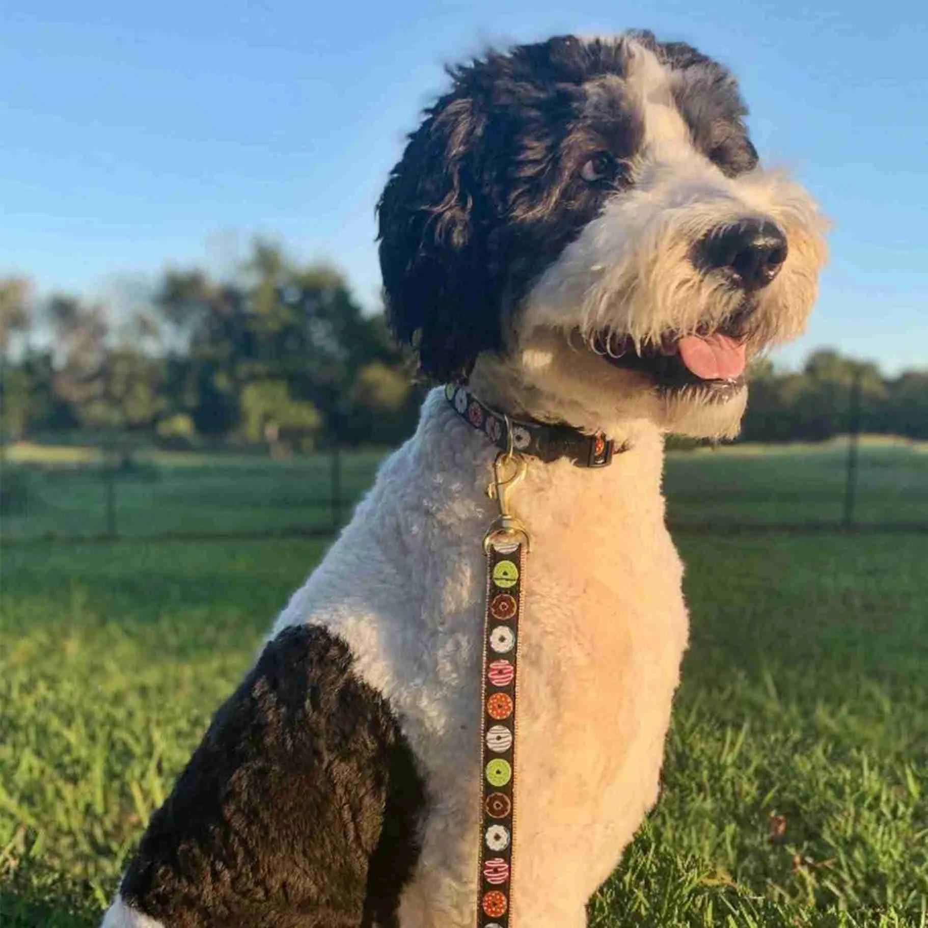 Up Country Dog UpCountry Donuts Dog Collar | Made in America